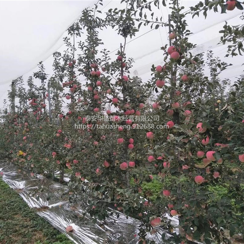 花牛苹果苗欢迎实地考察富士系列南北方分类种植